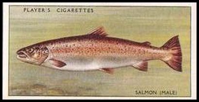 37 Salmon (male)